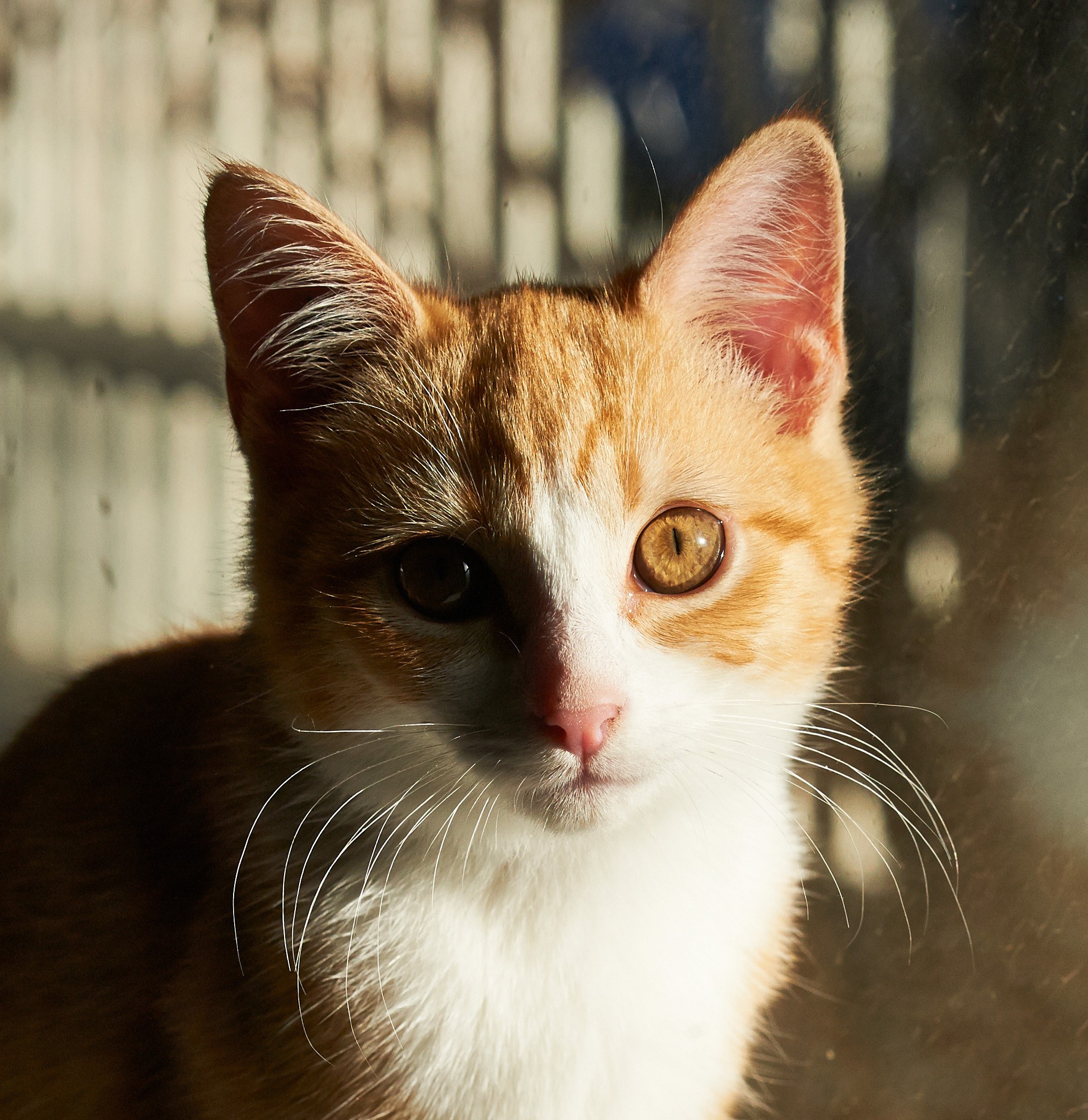 Citation-Bio-Orange-and-White-Cat